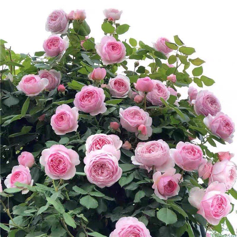 杰夫汉密尔顿月季奥斯汀大花浓香爬藤阳台庭院盆栽玫瑰攀援花卉,鲜花速递/花卉仿真/绿植园艺,月季/蔷薇/玫瑰,淘宝优惠券,粉丝福利购,淘宝优惠卷