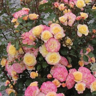 田园憧憬 灌木月季 渐变色 花量大抗病强 科德斯超新品 低维丰花