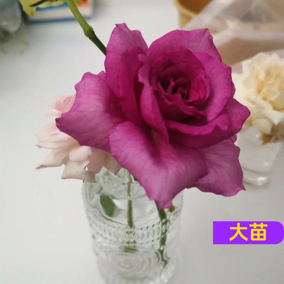 维特园艺多季开花多年生好养月季