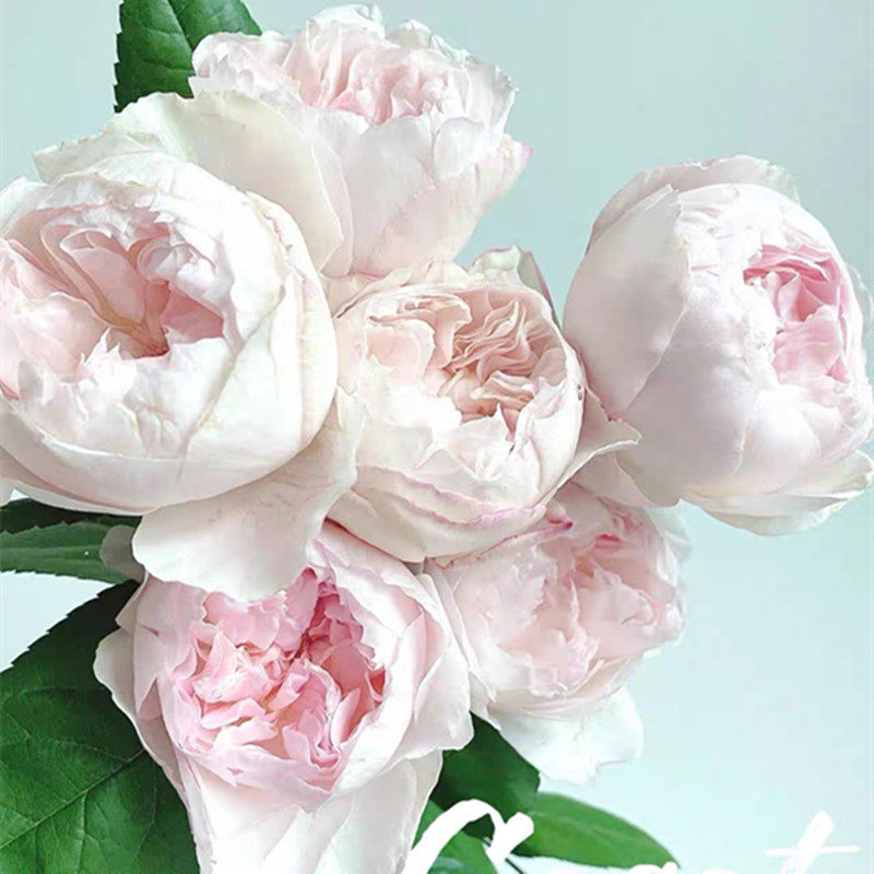 可可杯 可爱瓷 超新品 日本玫瑰 今井清作出 月季玫瑰花苗,鲜花速递/花卉仿真/绿植园艺,观叶 /花灌木,淘宝优惠券,粉丝福利购,淘宝优惠卷