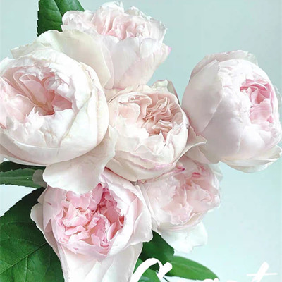 多季多年生好种植月季盆栽