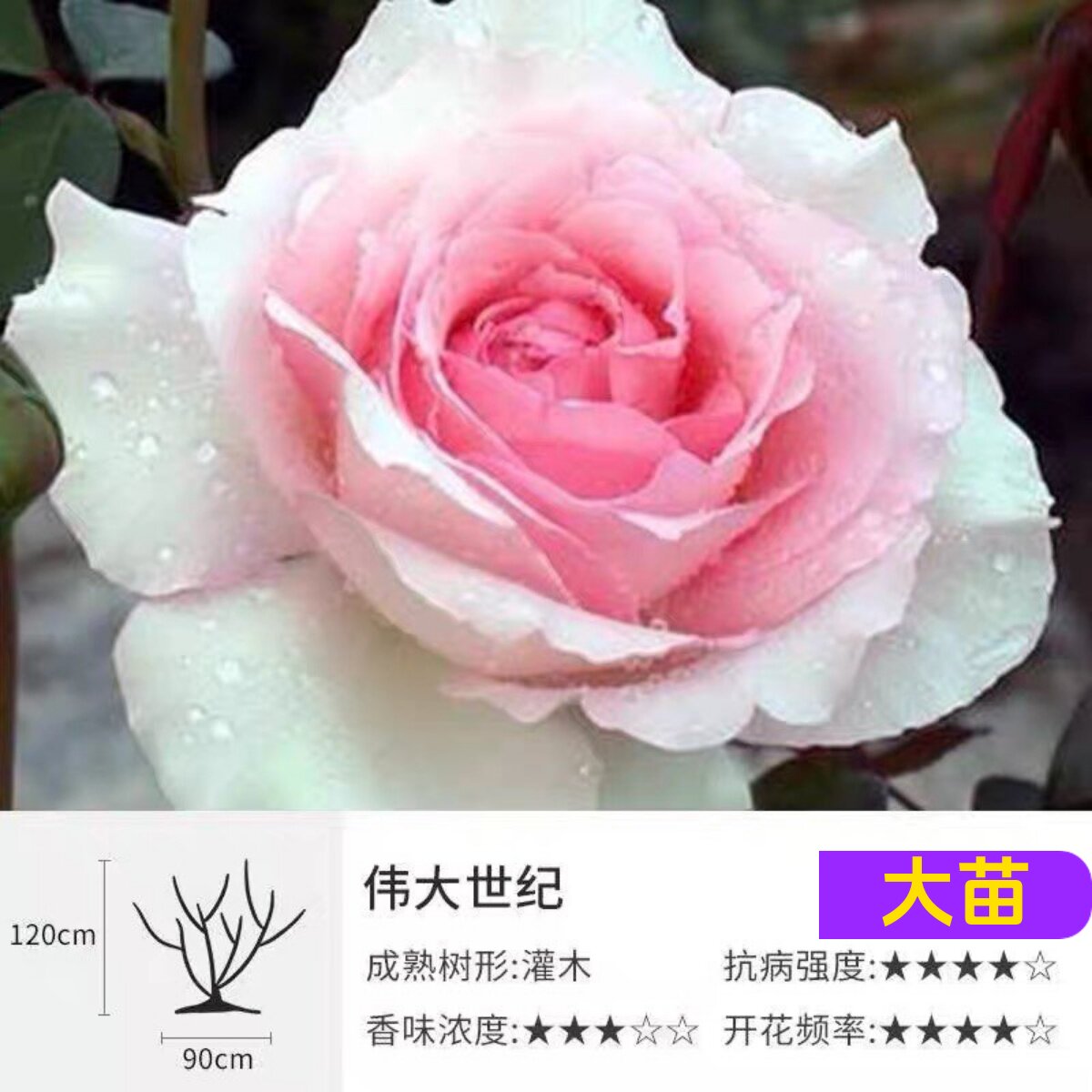 戴尔巴德超新品伟大世纪灌木