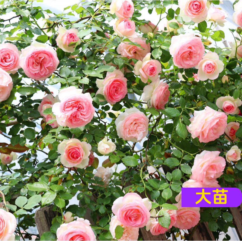 维特园艺多季开花多年生好养月季