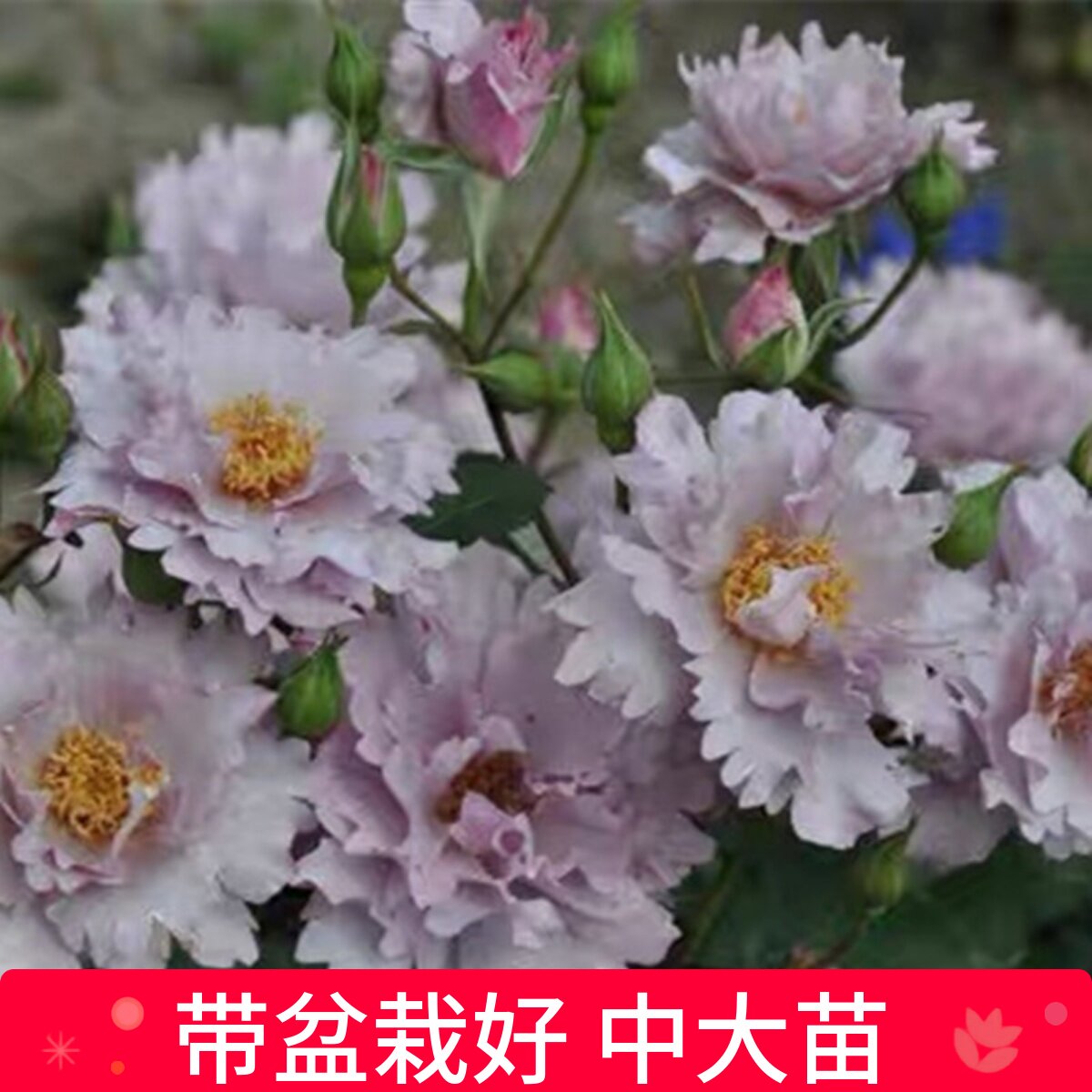 多季多年生好种植月季盆栽