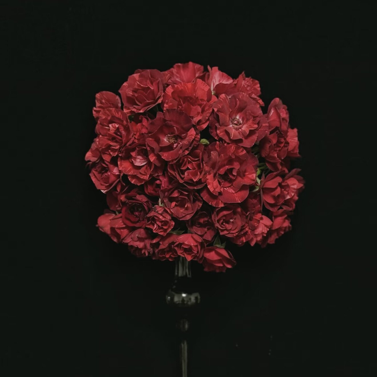 女王之夜 月季花苗 灌木勤花单瓣耐热抗病阳台庭院盆栽推荐玫瑰花,鲜花速递/花卉仿真/绿植园艺,月季/蔷薇/玫瑰,淘宝优惠券,粉丝福利购,淘宝优惠卷