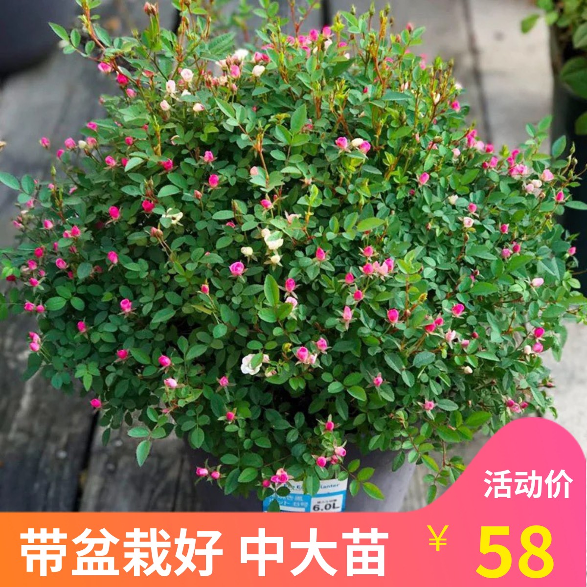 庭院阳台微型花期长植物多头月季