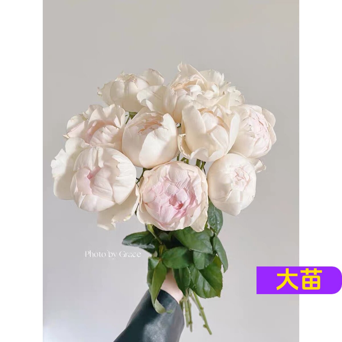 新品玫瑰花苗今井清月季盆栽