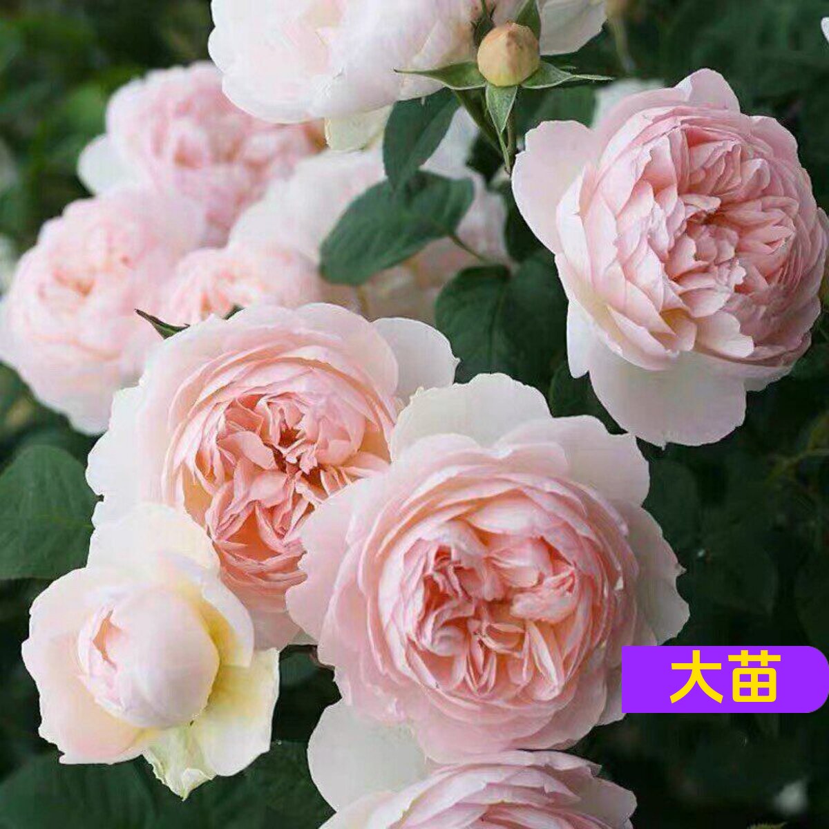 赫敏奥斯汀月季耐热抗病多季勤花