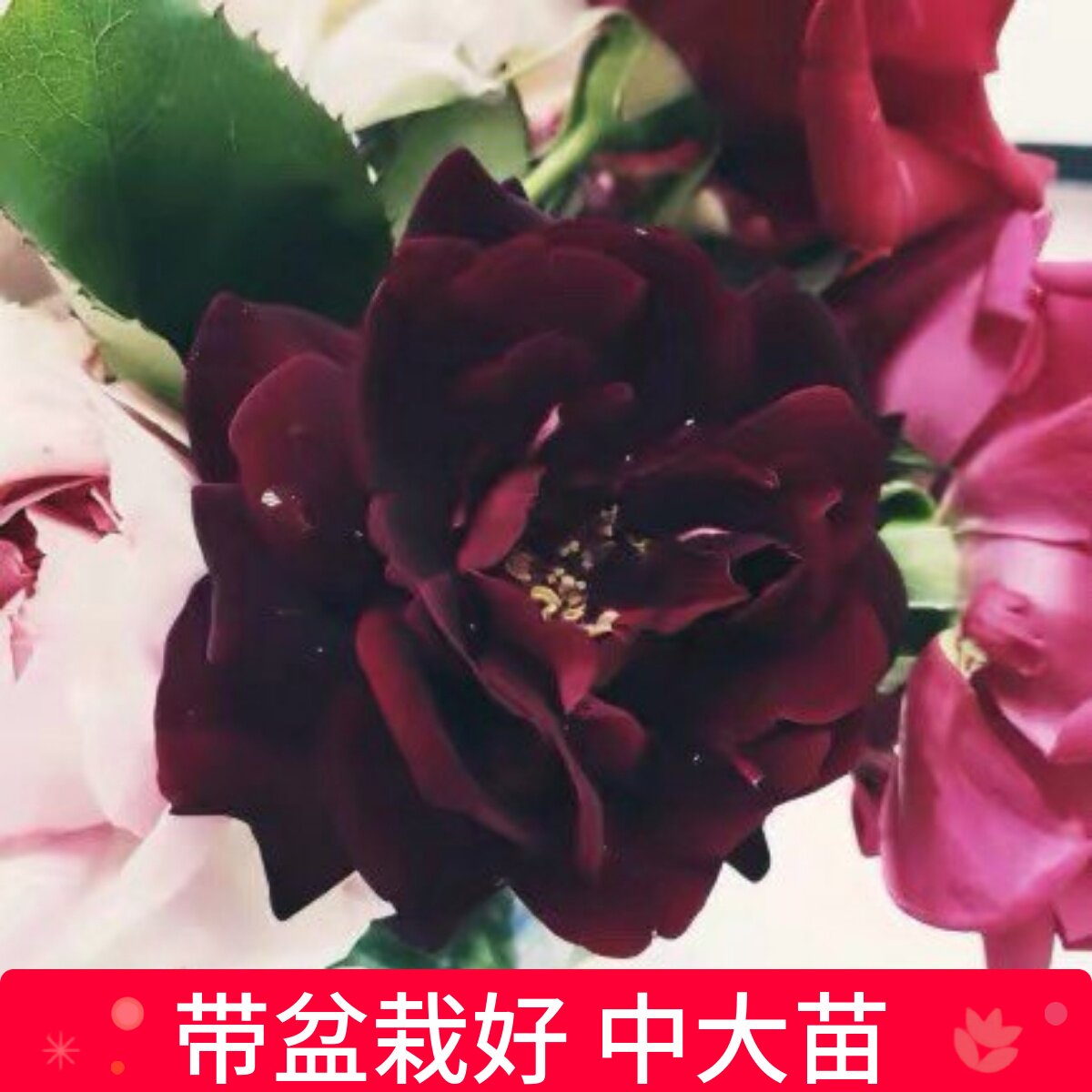 维特园艺多季开花多年生好养月季