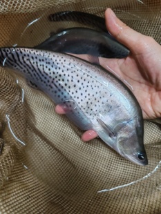 虎纹刀鱼皇冠飞刀鱼豹纹刀鱼龙鱼配鱼大型凶猛鱼热带观赏鱼活体鱼