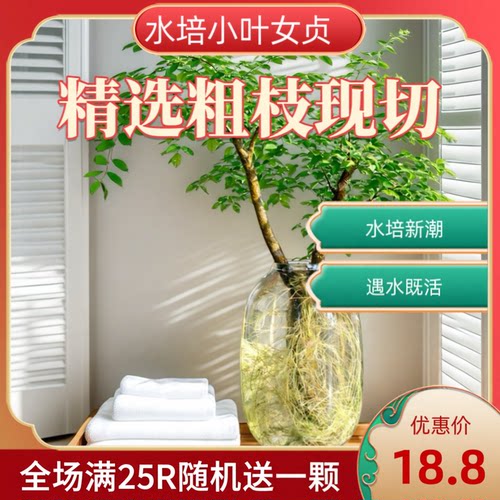 小叶女贞水培丁香造型树 无土干净不招虫办公室ins风养眼绿植水培