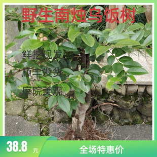 野外驯化乌饭树南烛老桩可当蓝莓砧木嫁接家用自种采摘乌饭原料