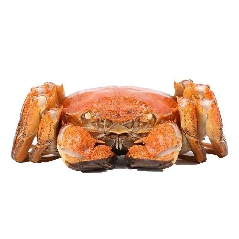 鲜活大闸蟹公4.2-4.5母3.2-3.5两礼盒装买8只送2只去绳重