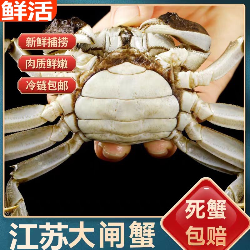 4母大闸蟹鲜活残蟹断腿全母蟹3.6-4.0两3斤装9-10只