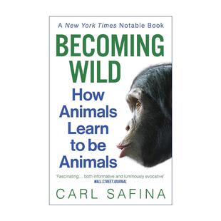英文原版 Becoming Wild 学习野性 动物是如何学习的 生态学家Carl Safina 英文版 进口英语原版书籍