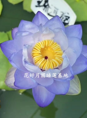 稀有名贵澳洲睡莲琉璃 卡奔紫白 盆栽池栽荷花观赏水生植物花期长