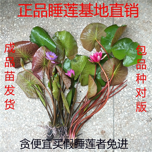 水培植物大睡莲根茎 成品苗池塘水池鱼缸睡莲苗带花苞盆栽睡莲四季