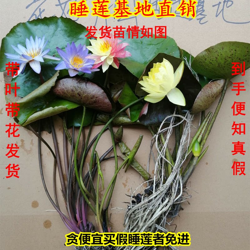 睡莲四季荷花池塘包成活根块