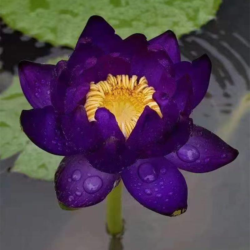 澳洲睡莲Tarantula狼蛛水培植物