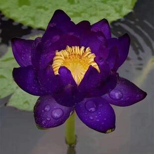 进口名贵澳洲睡莲Tarantula 狼蛛 水培植物庭院阳台花卉植物盆栽