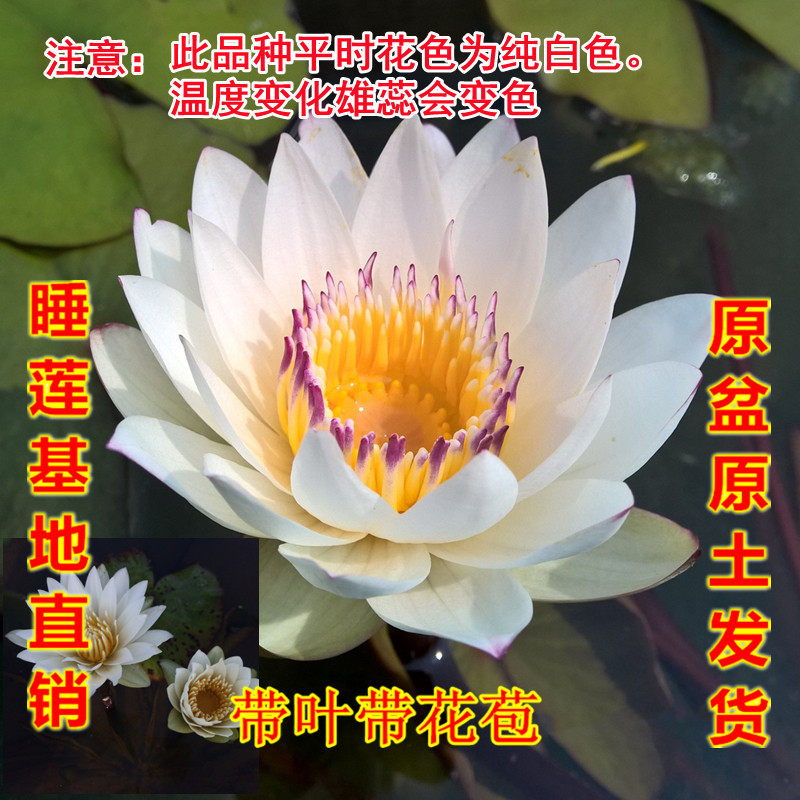 约瑟芬香型睡莲别墅庭院水池成品苗盆栽水生花卉植物睡莲净化水质