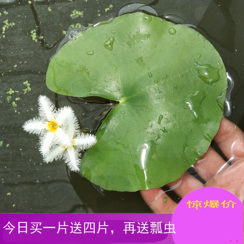 水培水生植物浮萍现摘四季一叶莲
