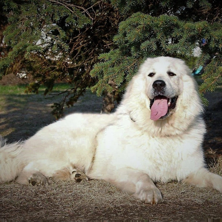 纯种大白熊幼犬活体忠诚护主