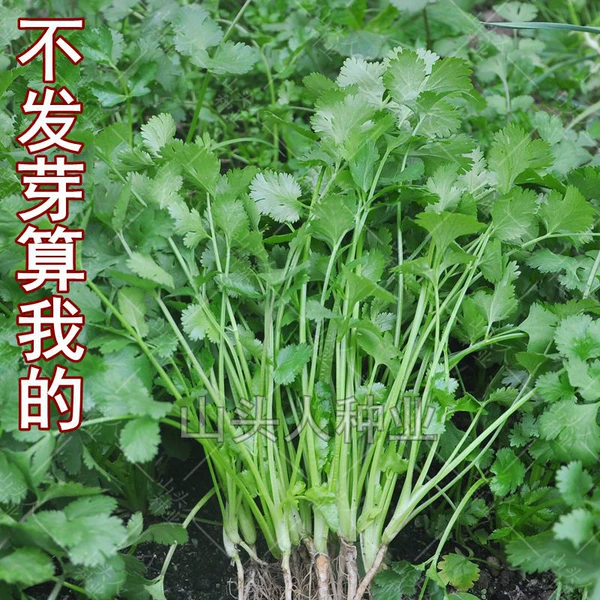 Товары от 山头人种业