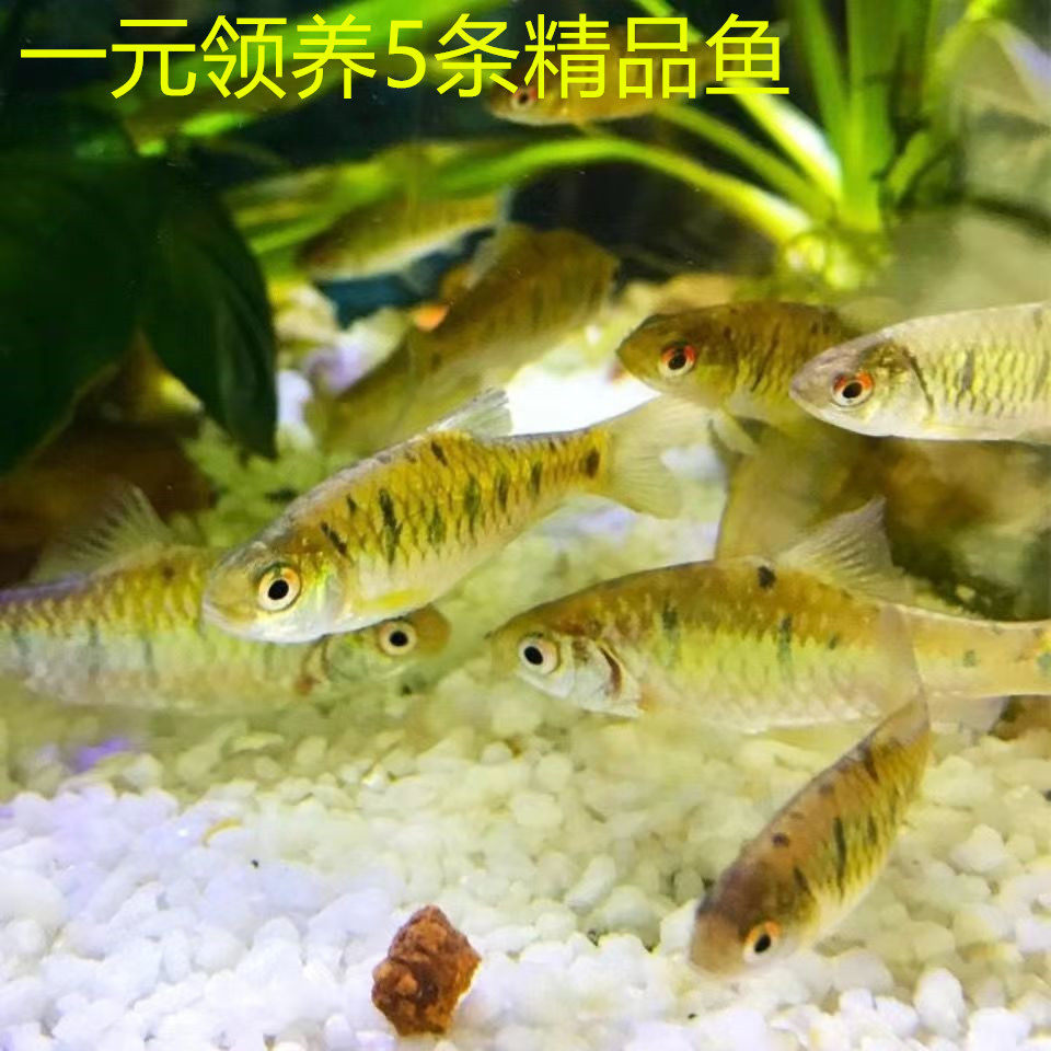原生态溪流观赏条纹小鲃黄二须鲃红眼招财鱼群游淡冷水鱼好养耐养