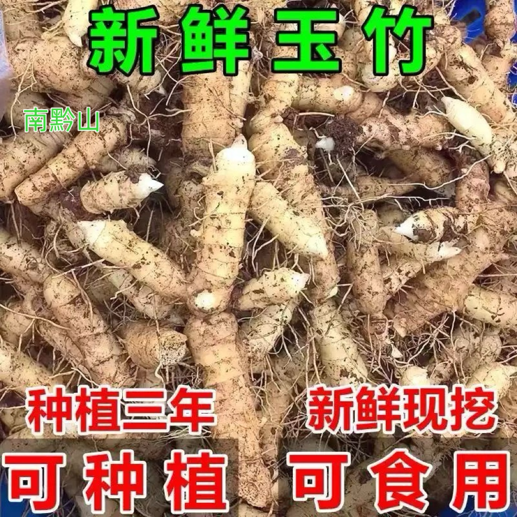 新鲜玉竹炖汤农家现挖鲜玉竹滋补搭配麦冬沙参泡茶药膳煲汤料500g