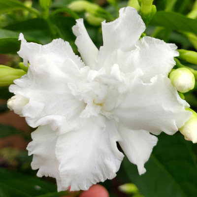 水晶茉莉花多年生开花香带花苞发货