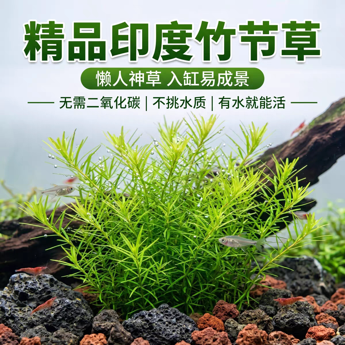 印度竹节草懒人水草植物鱼缸造景孔雀鱼虾躲避增氧净化水质淡水