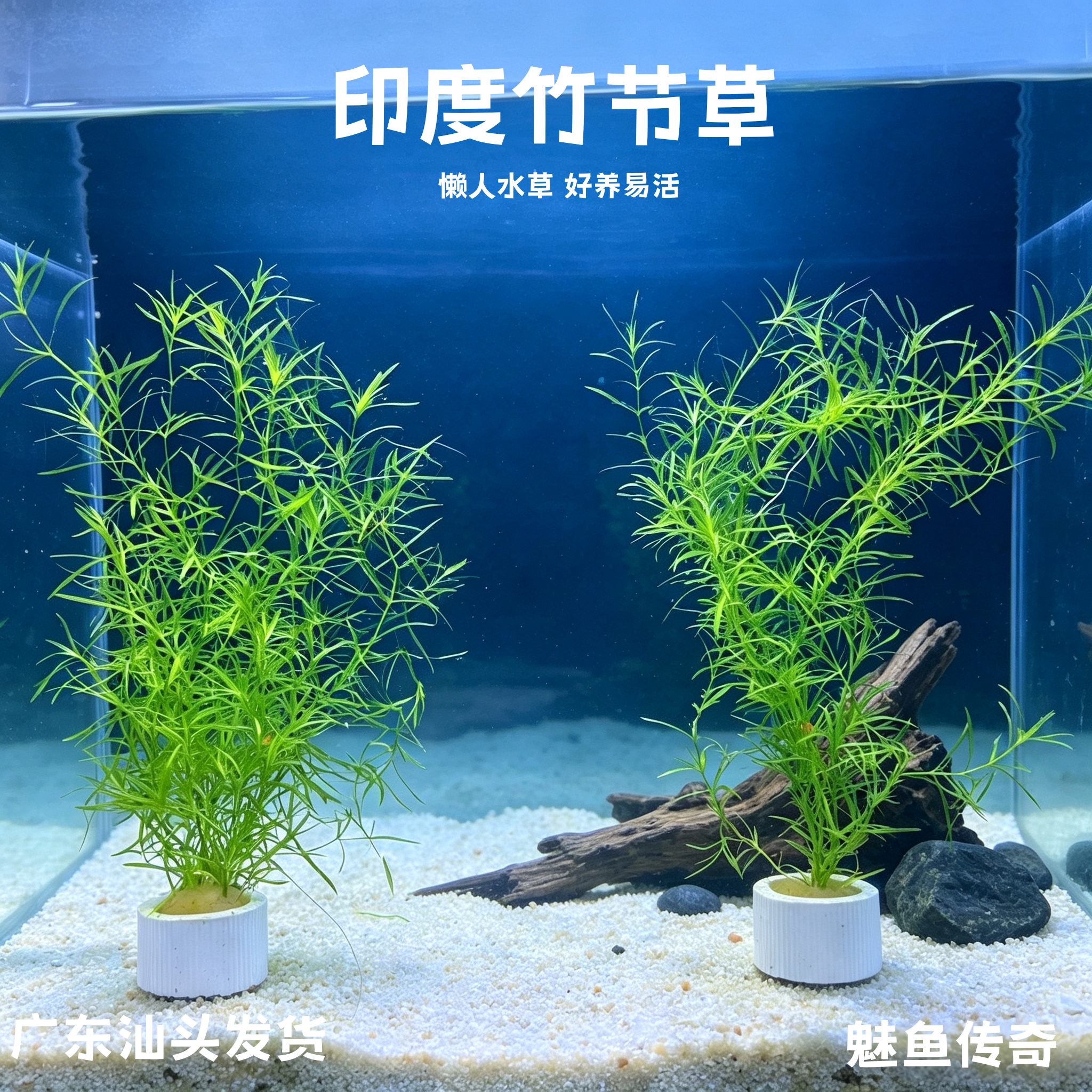 印度竹节草懒人水草鱼缸鱼苗躲避好养易活造景