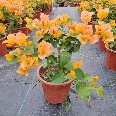 金色光辉三角梅盆栽带花苞四季勤花变色飘枝爬藤植物阳台庭院花卉