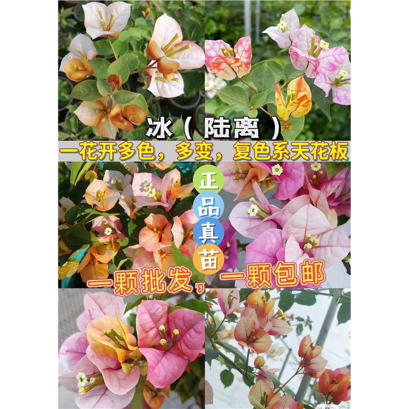 新品种三角梅 奇特拉冰 陆离原生苗多色多变阳台庭院爬藤花卉好养