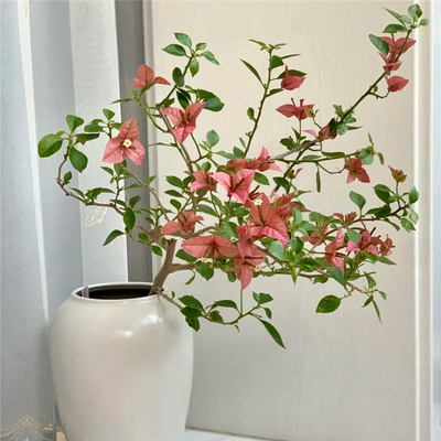 三角梅佩德罗原生苗四季开花飘枝垂丝老桩阳台室内带盆带土发货