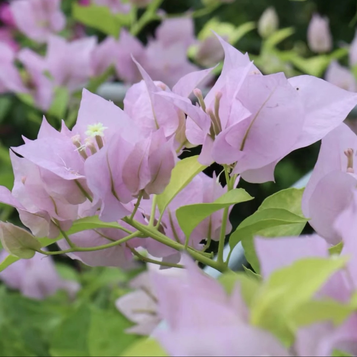 【金夫人】三角梅四季开花勤花爬藤植物阳台庭院绿植观赏图片