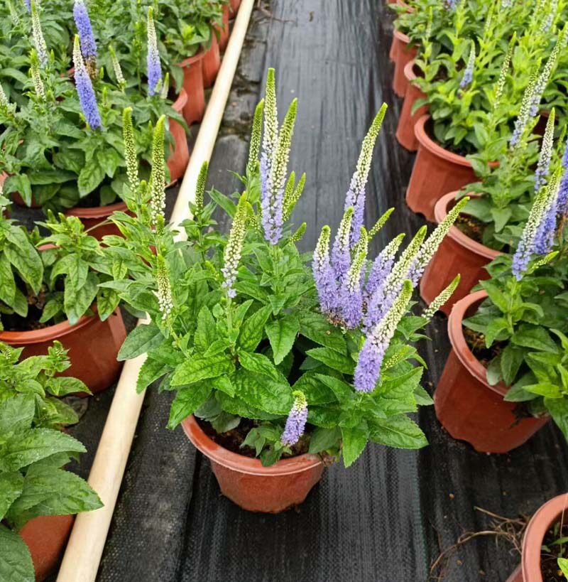 多年生花期长穗花婆婆纳盆栽带花宿根耐寒室外庭院花镜开花植物