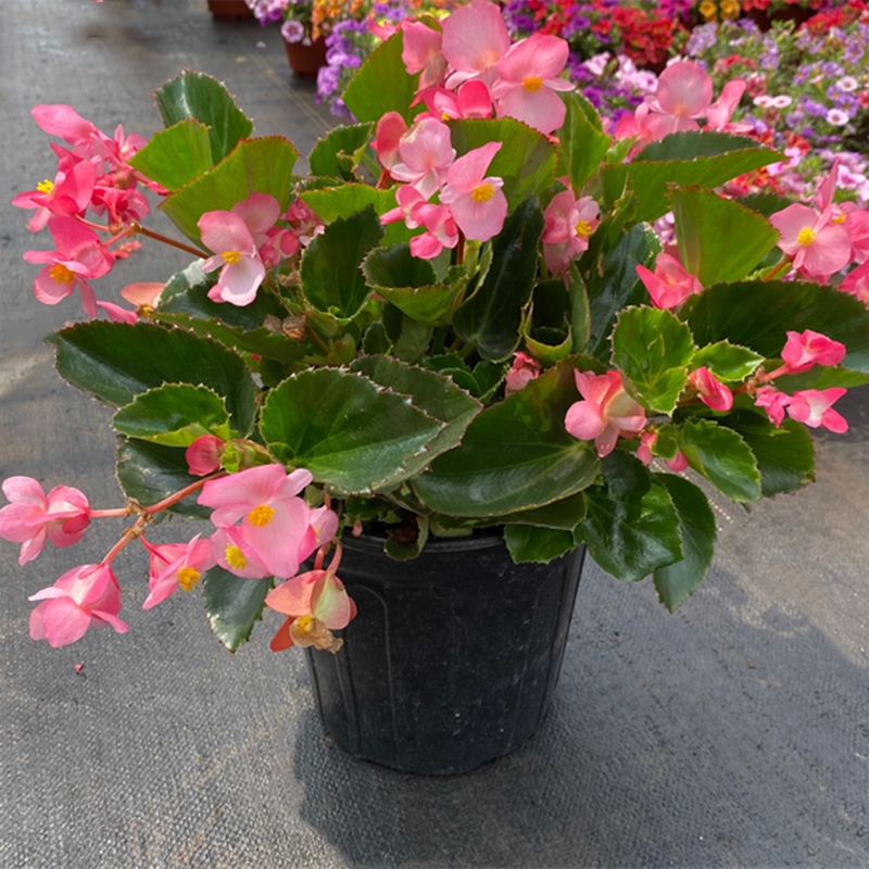 四季秋海棠盆栽红叶海棠花苗四季开花庭院阳台多年生观花植物