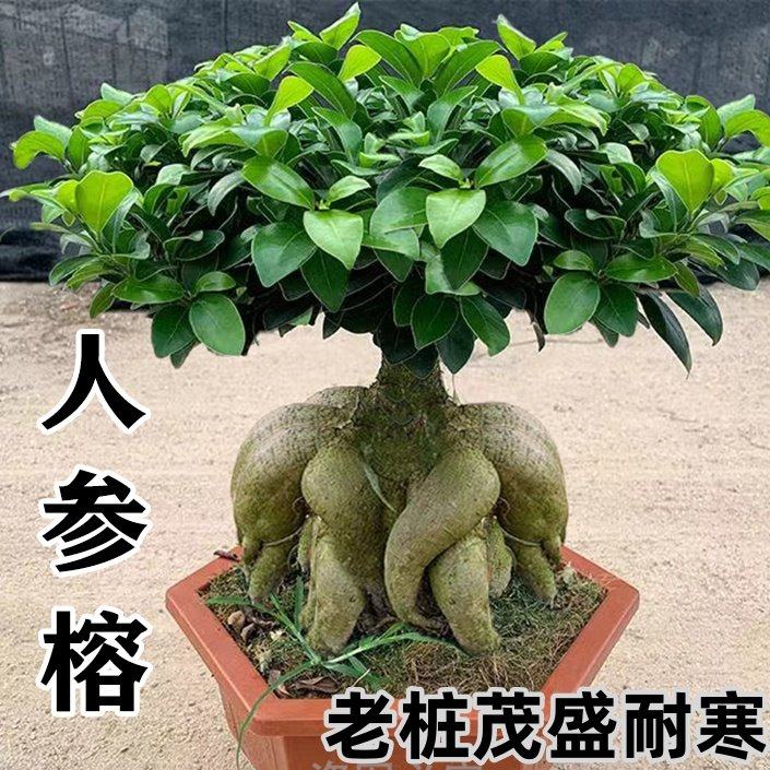 人参榕小叶榕四季常青耐寒榕树造型树桩盆景苗室内禅意大盆栽绿植,鲜花速递/花卉仿真/绿植园艺,造型盆景,淘宝优惠券,粉丝福利购,淘宝优惠卷