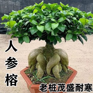 人参榕小叶榕四季常青耐寒榕树造型树桩盆景苗室内禅意大盆栽绿植
