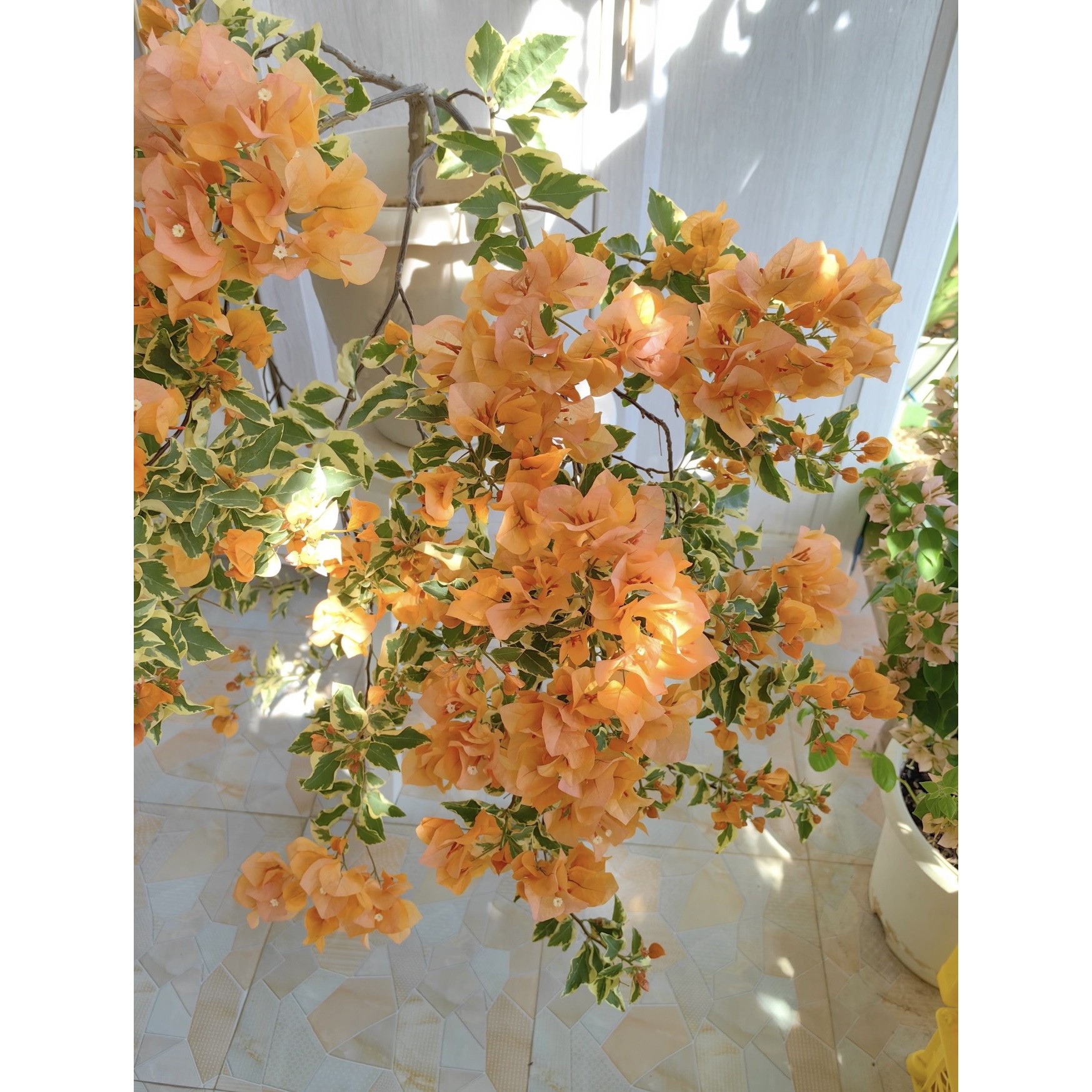 金边黄三角梅 也叫黎明三角洲 黄色系三角梅天花板，钟爱黄色必入