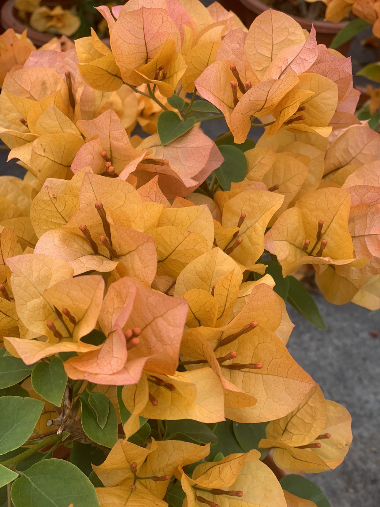 四季开花三角梅(金色光辉)绿植盆栽三角梅带花发货