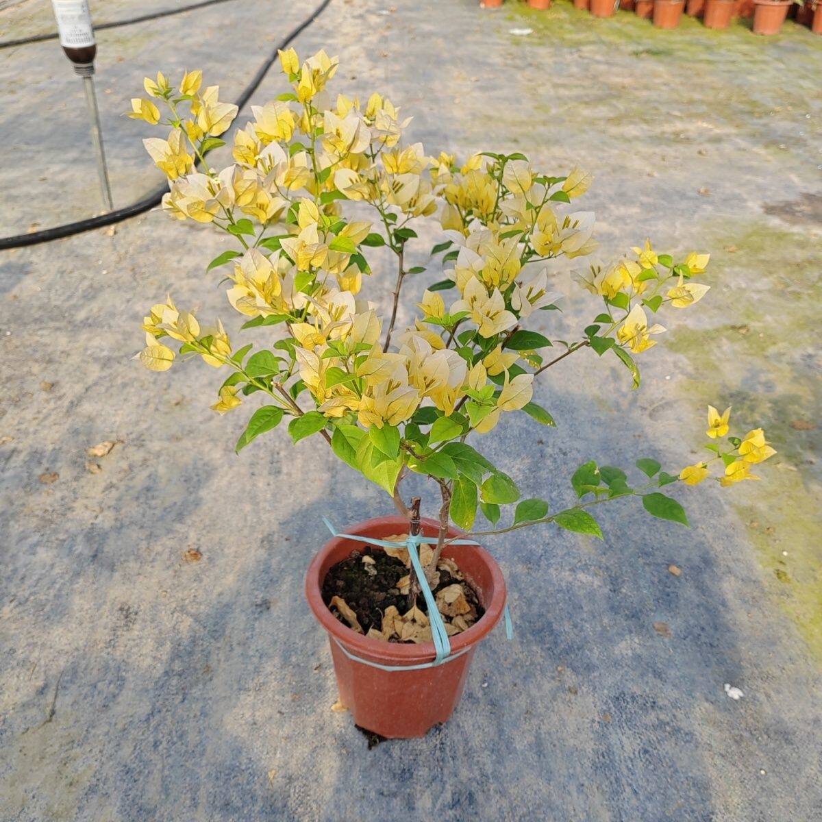 苏瓦娜三角梅盆栽带花植物原生苗黄色系天花板阳台飘枝爬藤花卉图片