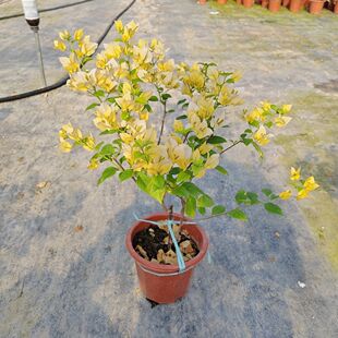 苏瓦娜三角梅盆栽带花植物原生苗黄色系天花板阳台飘枝爬藤花卉