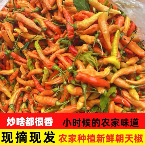 江西赣南朝天椒野山椒霸王椒小米辣新鲜采摘超辣可 做剁辣椒