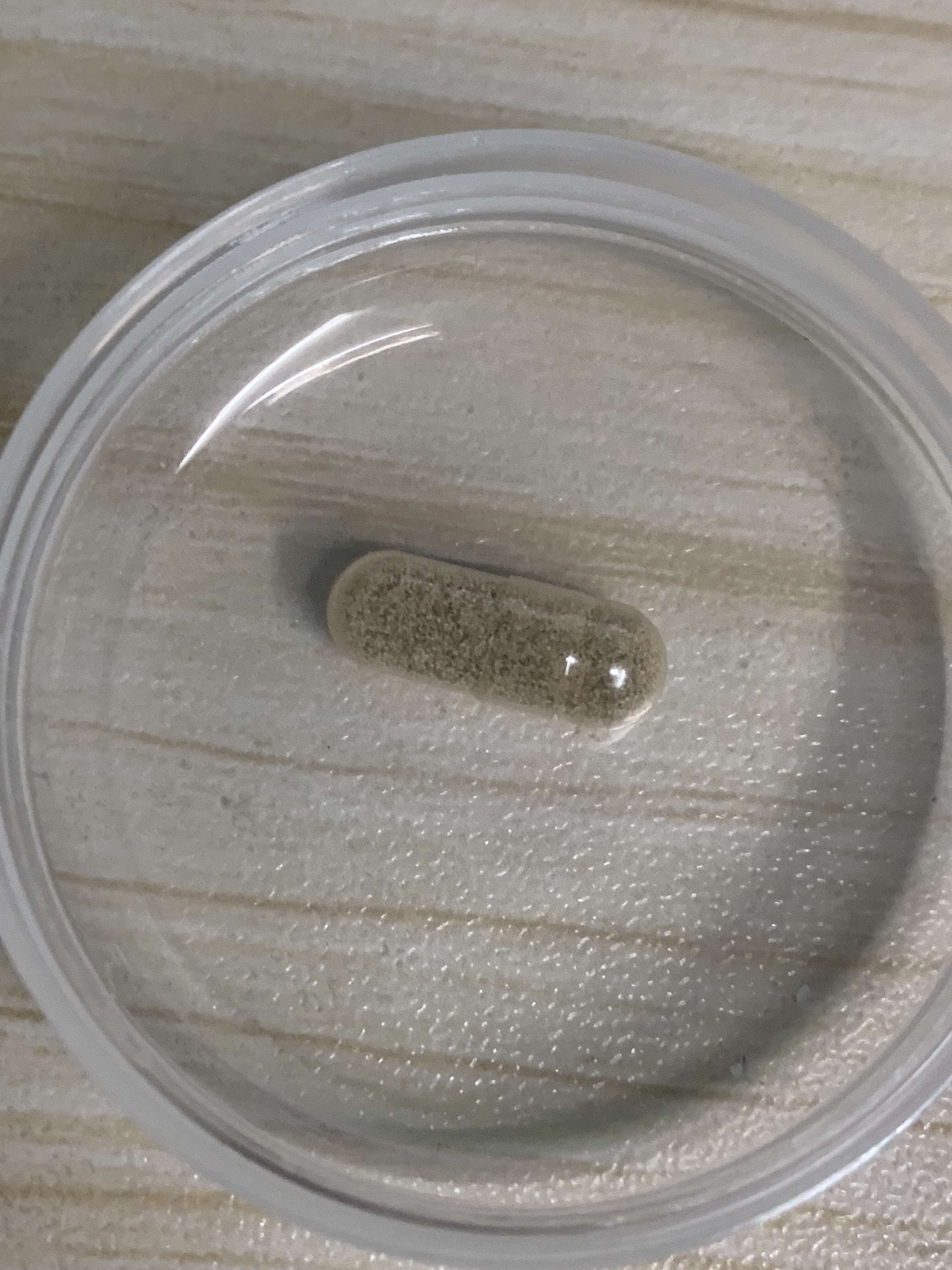 淡水轮虫耐久卵萼花臂尾轮虫休眠卵高质量鱼苗开口饵料