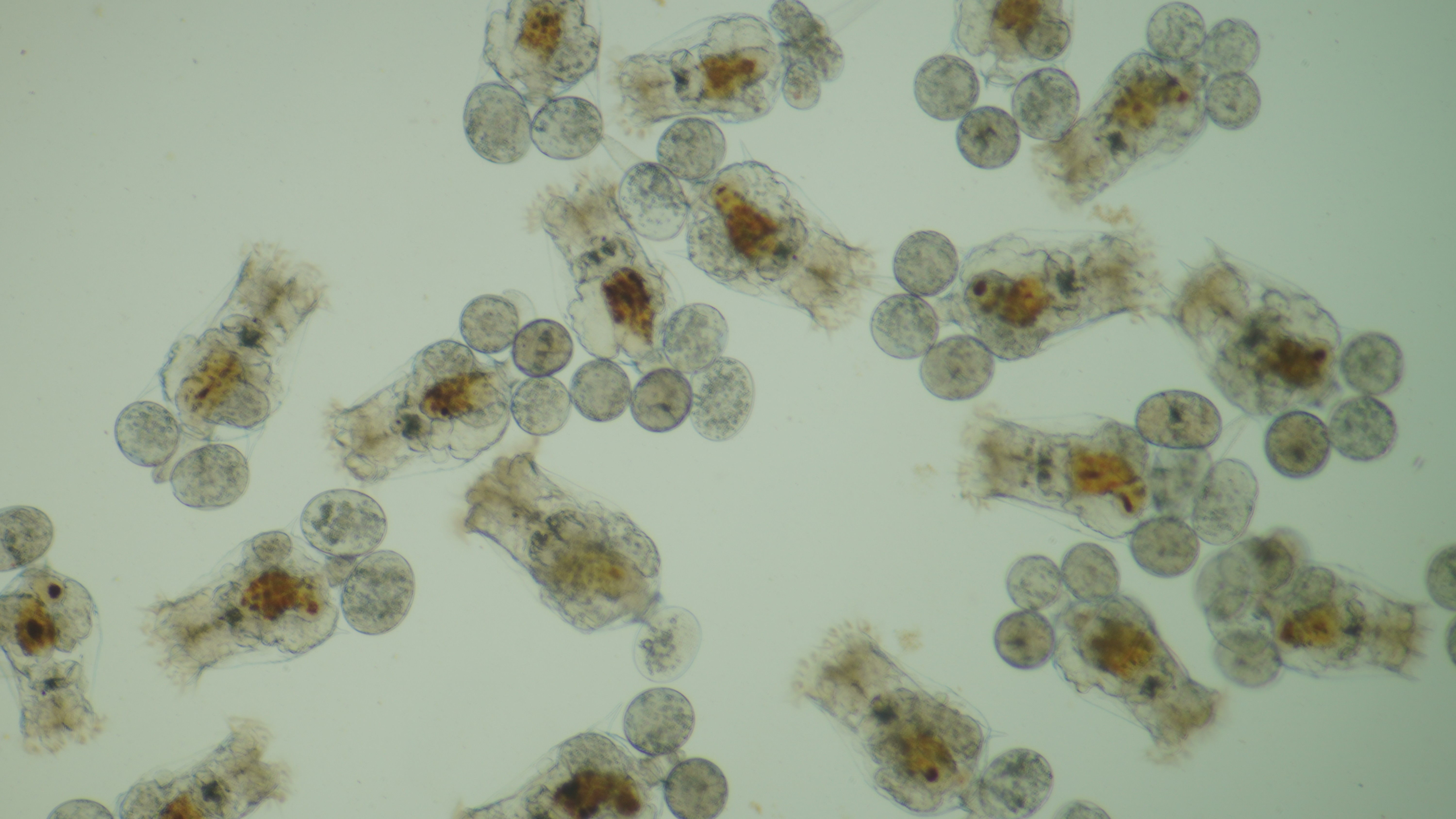淡水轮虫萼花臂尾轮虫鱼苗开口饵料