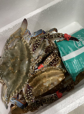 舟山鲜活红膏梭子蟹母蟹野生特大白蟹海螃蟹飞蟹新鲜海鲜水产顺丰