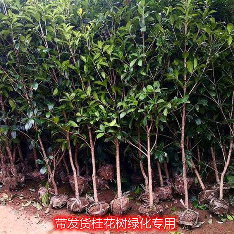 浙江新款常绿树苗金桂丹桂状元红四季桂庭院桂花盆景行道树工程